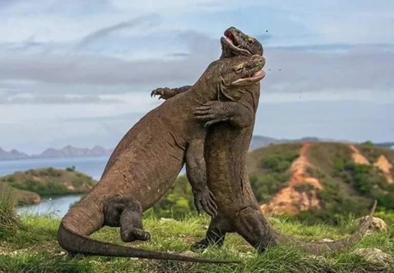 Komodo National Park