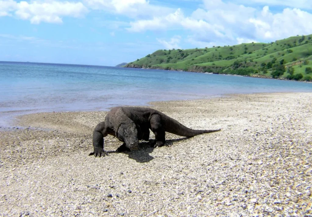 A Private Liveaboard Dream in Komodo