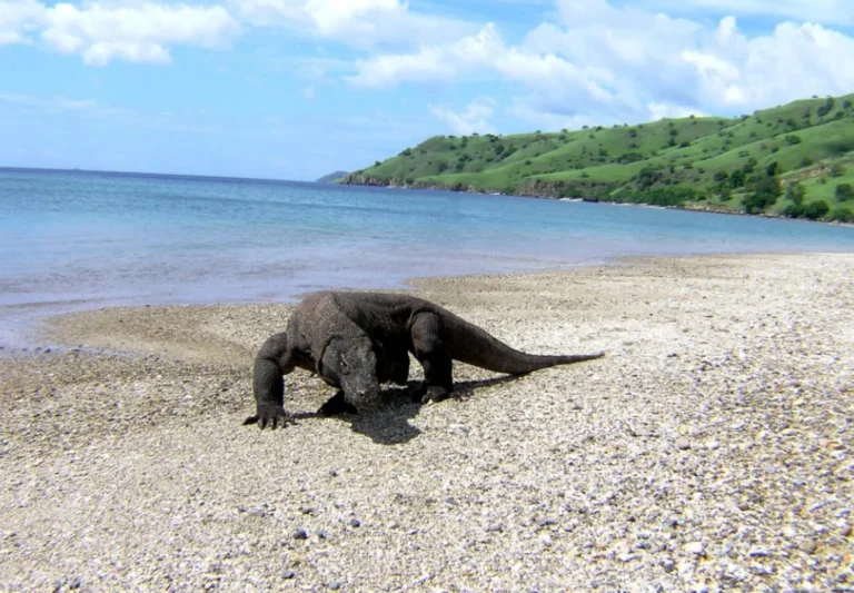 A Private Liveaboard Dream in Komodo
