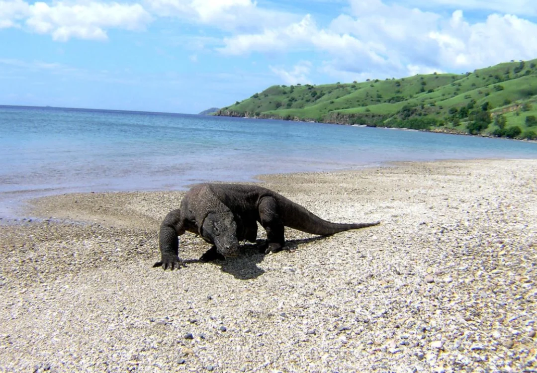 A Private Liveaboard Dream in Komodo
